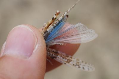 Sphingonotus caerulans