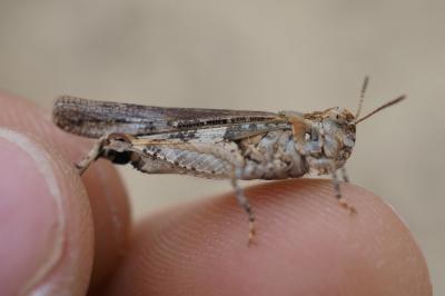 Acrotylus insubricus insubricus