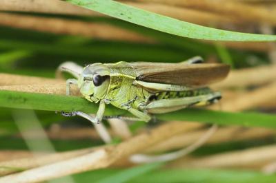 Stethophyma grossum