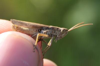 Chorthippus albomarginatus