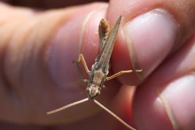 Chorthippus albomarginatus
