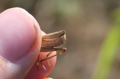 Chorthippus albomarginatus