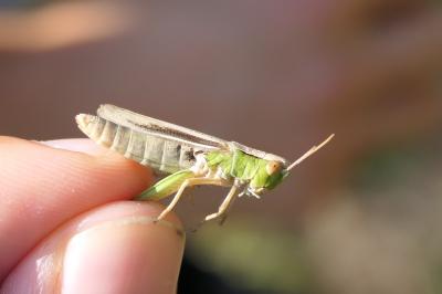 Chorthippus albomarginatus