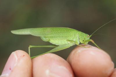 Phaneroptera nana