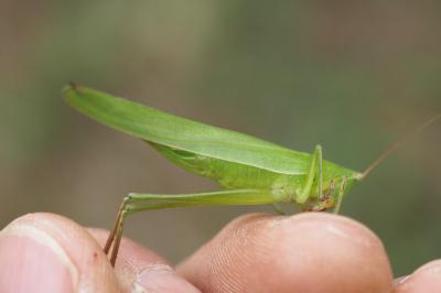 Ruspolia nitidula