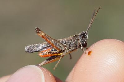 Omocestus rufipes