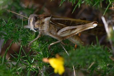 Locusta migratoria