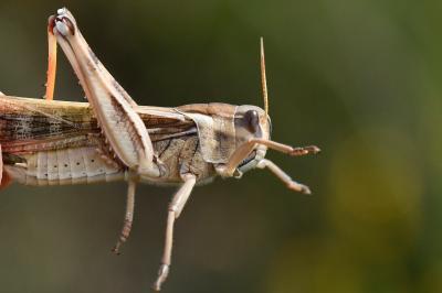 Locusta migratoria