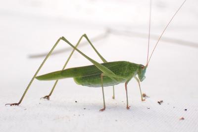 Phaneroptera falcata