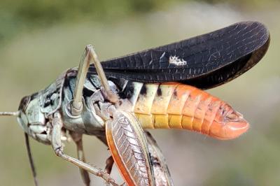 Stenobothrus rubicundulus