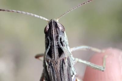 Stenobothrus rubicundulus