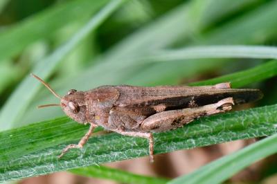 Aiolopus strepens