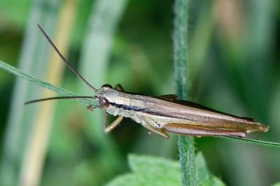 Mecostethus parapleurus