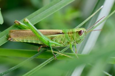 Mecostethus parapleurus