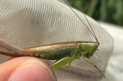 Conocephalus fuscus