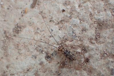 Gryllomorpha dalmatina dalmatina