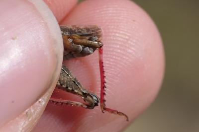 Calliptamus barbarus