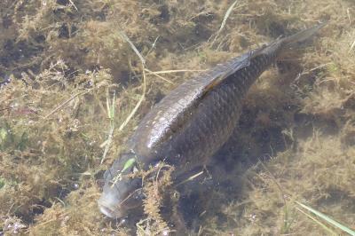 Cyprinus carpio