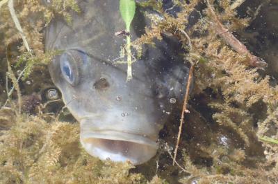 Cyprinus carpio