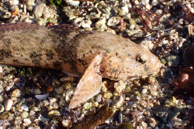 Gobius cobitis