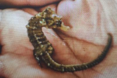 Hippocampus hippocampus