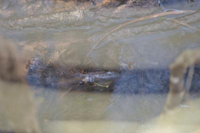 Squalius cephalus