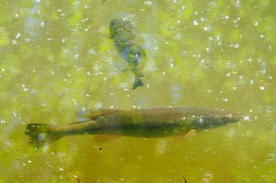 Micropterus salmoides