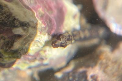 Nerophis lumbriciformis