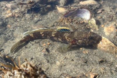 Gobius paganellus