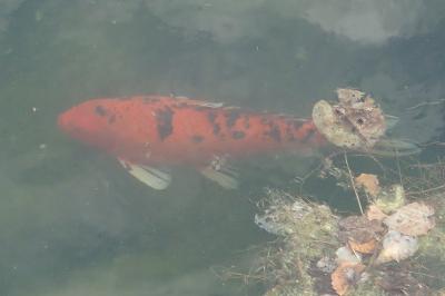 Cyprinus carpio