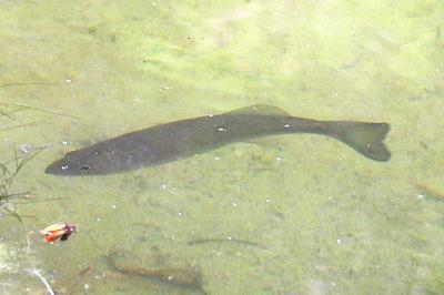 Micropterus salmoides