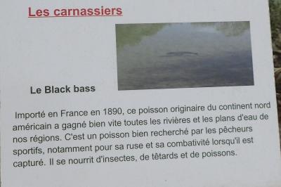Micropterus salmoides