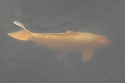 Cyprinus carpio