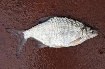 Abramis brama