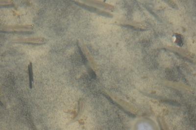 Perca fluviatilis