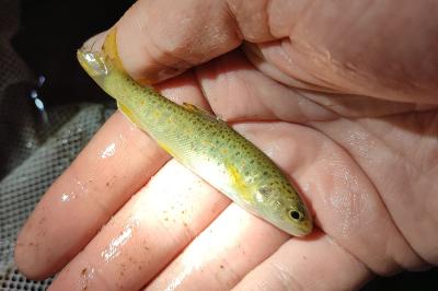 Salmo trutta