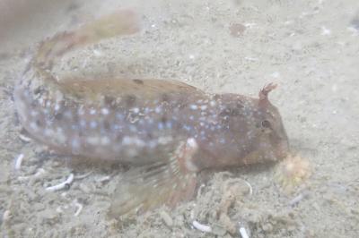 Coryphoblennius galerita