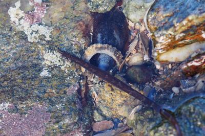 Nerophis lumbriciformis