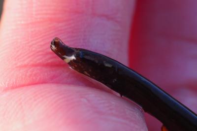 Nerophis lumbriciformis