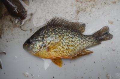 Lepomis gibbosus