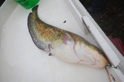 Silurus glanis