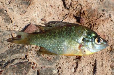 Lepomis gibbosus