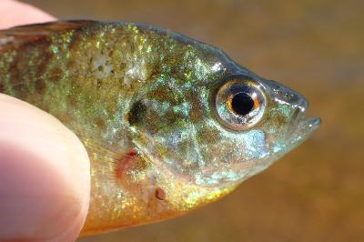 Lepomis gibbosus