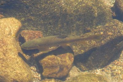 Salmo trutta