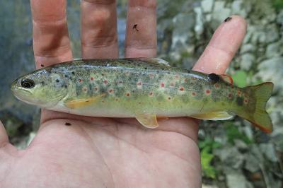 Salmo trutta