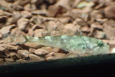 Cottus rondeleti