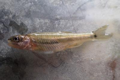 Phoxinus septimaniae