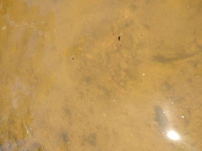 Lepomis gibbosus