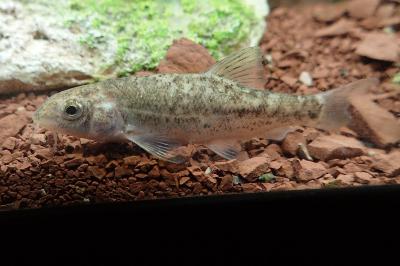 Barbus meridionalis