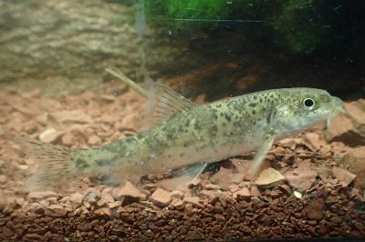 Barbus meridionalis